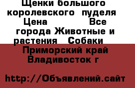 Щенки большого (королевского) пуделя › Цена ­ 25 000 - Все города Животные и растения » Собаки   . Приморский край,Владивосток г.